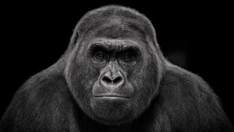 Mighty Monochrome Gorilla Portrait wallpaper