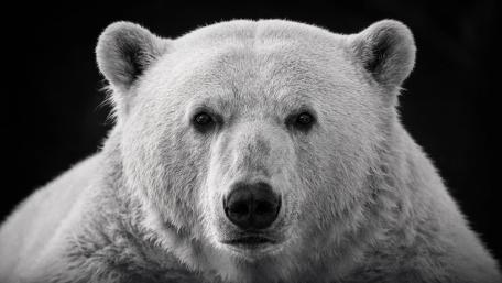 Monochrome Polar Bear wallpaper