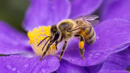 Bee On A Flower wallpaper