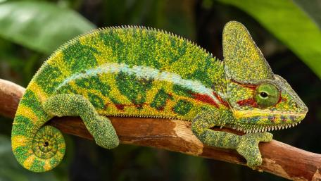 Colorful Chameleon wallpaper