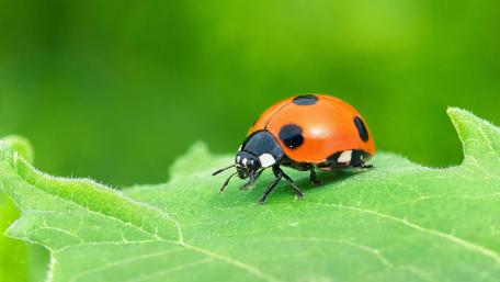 Ladybug on Dewy Green Leaf wallpaper