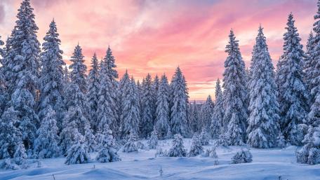 Snowy Pine Forest wallpaper