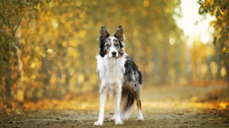 Autumn Border Collie Portrait wallpaper