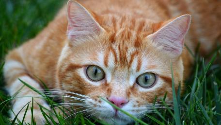 Curious Ginger Tabby in the Grass wallpaper
