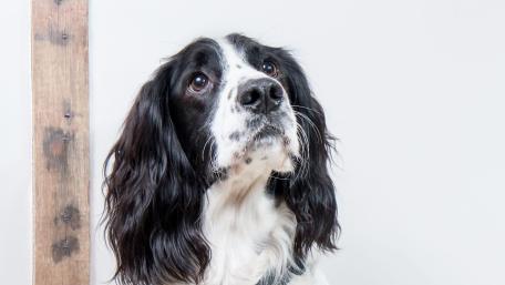 Elegant English Cocker Spaniel Portrait wallpaper