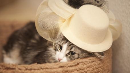 Elegant Kitty in a Fancy Hat wallpaper