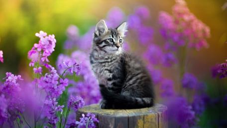Adorable Tabby Kitten in Blooming Purple Garden wallpaper