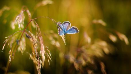 Blue Butterfly in Golden Summer Grass wallpaper