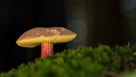 Forest Jewel Mushroom wallpaper