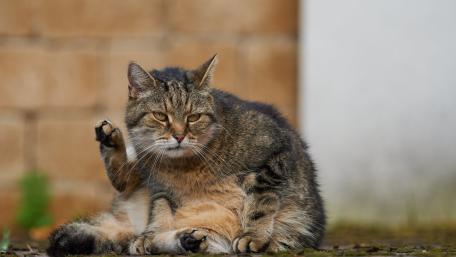 Relaxed Tabby Cat Grooming in Soft Light wallpaper