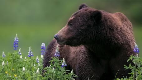 Majestic Bear in Wildflower Meadow wallpaper