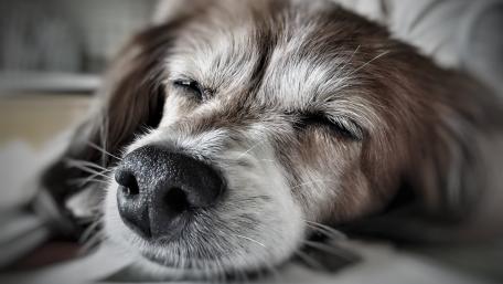 Peaceful Sleeping Dog Close Up Portrait wallpaper