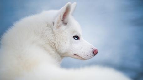 Snow White Husky Serenity wallpaper