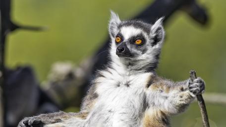 Playful Lemur Portrait on a Natural Branch wallpaper