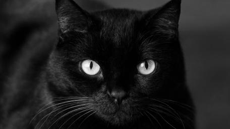 Elegant Monochrome Black Cat Portrait wallpaper
