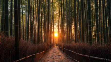 Bamboo Forest Sunset wallpaper