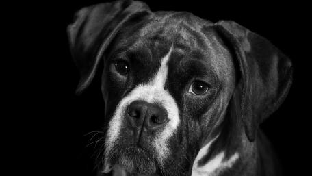 Monochrome Boxer wallpaper