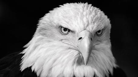 Majestic Monochrome Eagle Portrait wallpaper