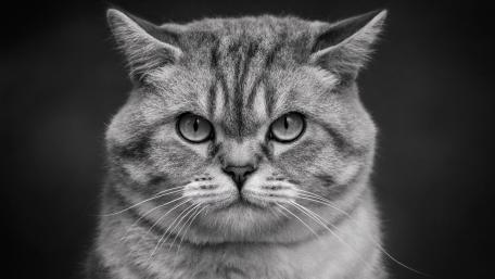 Grumpy Monochrome Cat Portrait wallpaper