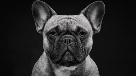 Monochrome French Bulldog wallpaper