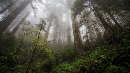 Misty Forest Serenity wallpaper