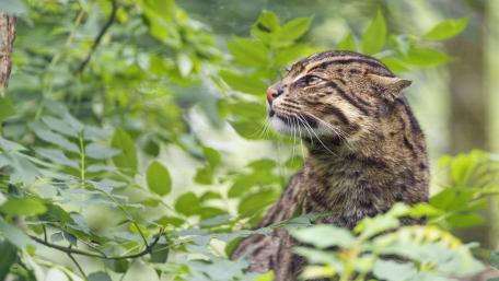 Forest Fishing Cat in Lush Greenery wallpaper