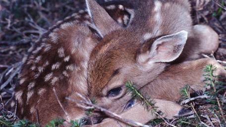 Sleeping Fawn in Forest Nest wallpaper