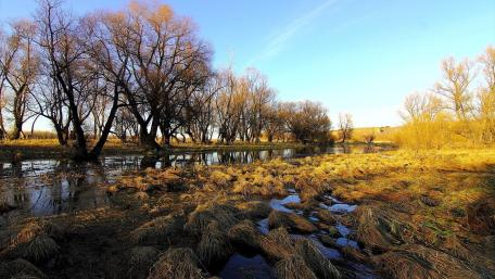 Golden Wetland Riverbank wallpaper