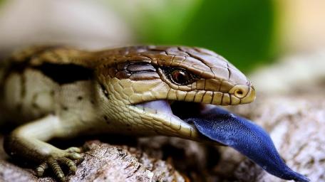 Blue Tongued Skink Closeup wallpaper
