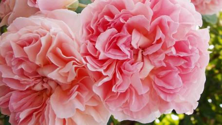 Soft Pink Bloom Close Up wallpaper