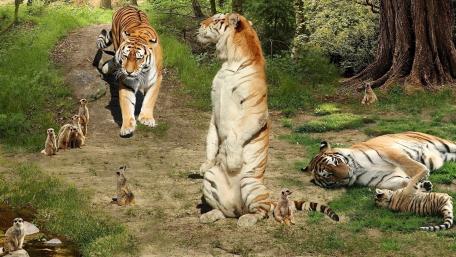 Majestic Tigers in a Forest Clearing wallpaper