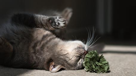 Playful Kitten Enjoying a Soft Toy wallpaper