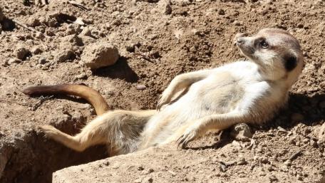 Relaxed Meerkat Sunning on Sandy Ground wallpaper
