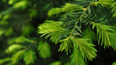 Fresh Pine Needles in Soft Green Light wallpaper