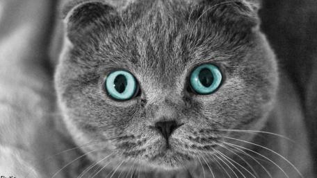 Blue Eyed Scottish Fold Close Up wallpaper
