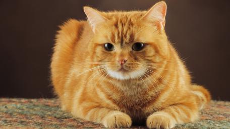 Golden Tabby Cat Portrait wallpaper