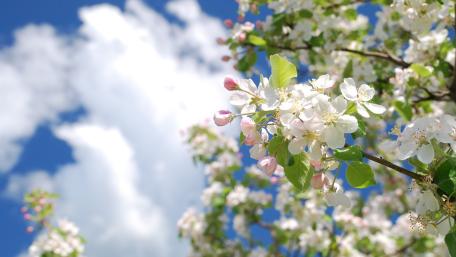 Spring Apple Blossom Against Blue Sky wallpaper