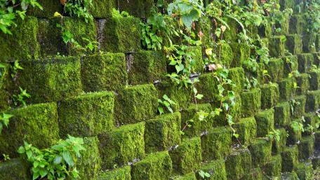 Moss Covered Stone Wall in Jinguashih wallpaper