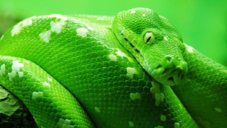 Emerald Tree Python Closeup wallpaper