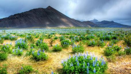Iceland Lupine Valley Under Dramatic Mountains wallpaper