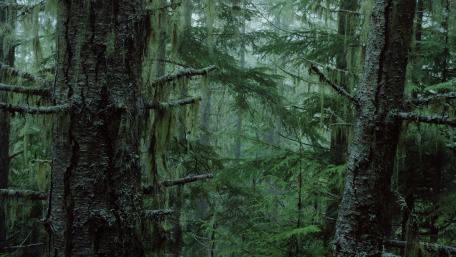 Mystic Evergreen Forest wallpaper