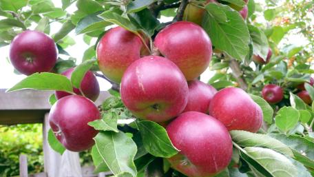 Summer Apples in the Garden wallpaper