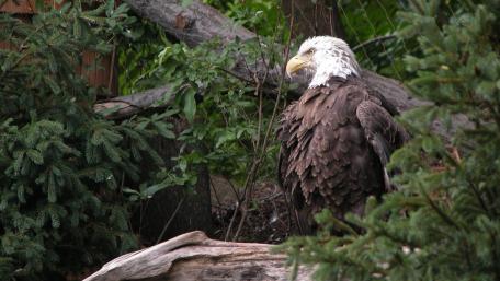 Majestic Bald Eagle in Forest Hideaway wallpaper