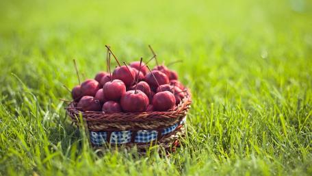 Sunny Basket of Fresh Apples wallpaper