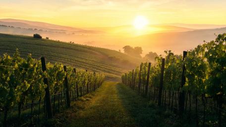 Vineyard Sunrise wallpaper