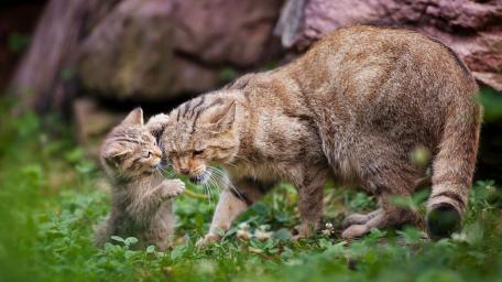 Wildcat Tender Moment in Green Meadow wallpaper