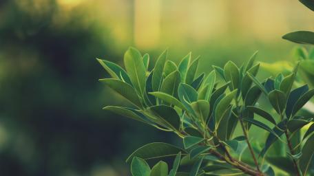 Sunlit Green Leaves wallpaper