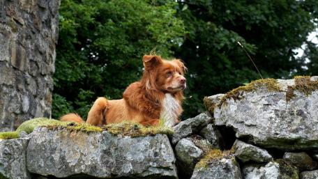 Rustic Dog Resting on Mossy Stone Wall wallpaper