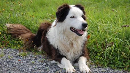 Border Collie Resting in Green Meadow wallpaper