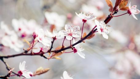 Cherry Blossom Serenity wallpaper
